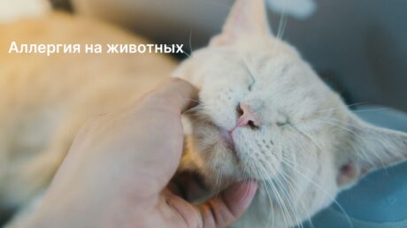 Природа аллергии на животных и механизм ее развития