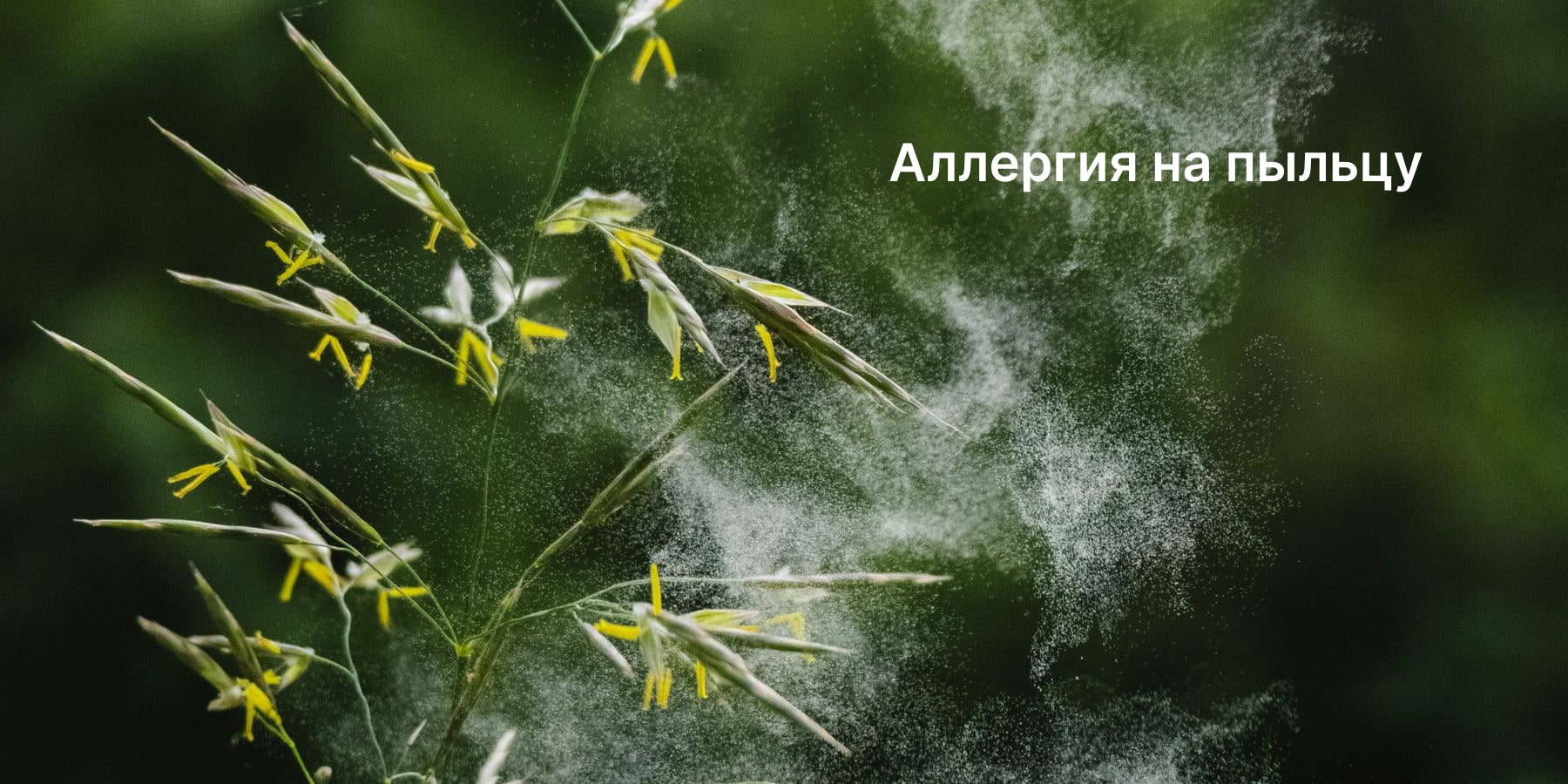 Что происходит в организме при аллергии на пыльцу и как с ней бороться