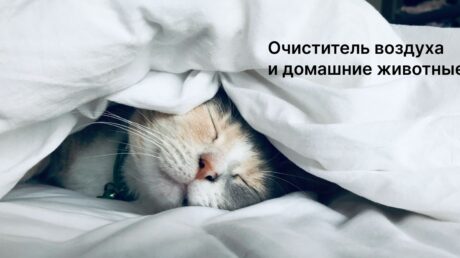 Домашние питомцы и качество воздуха: невидимая проблема