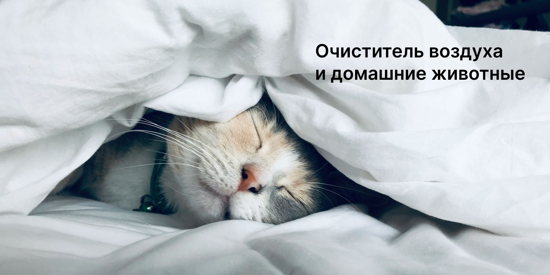 Домашние питомцы и качество воздуха: невидимая проблема