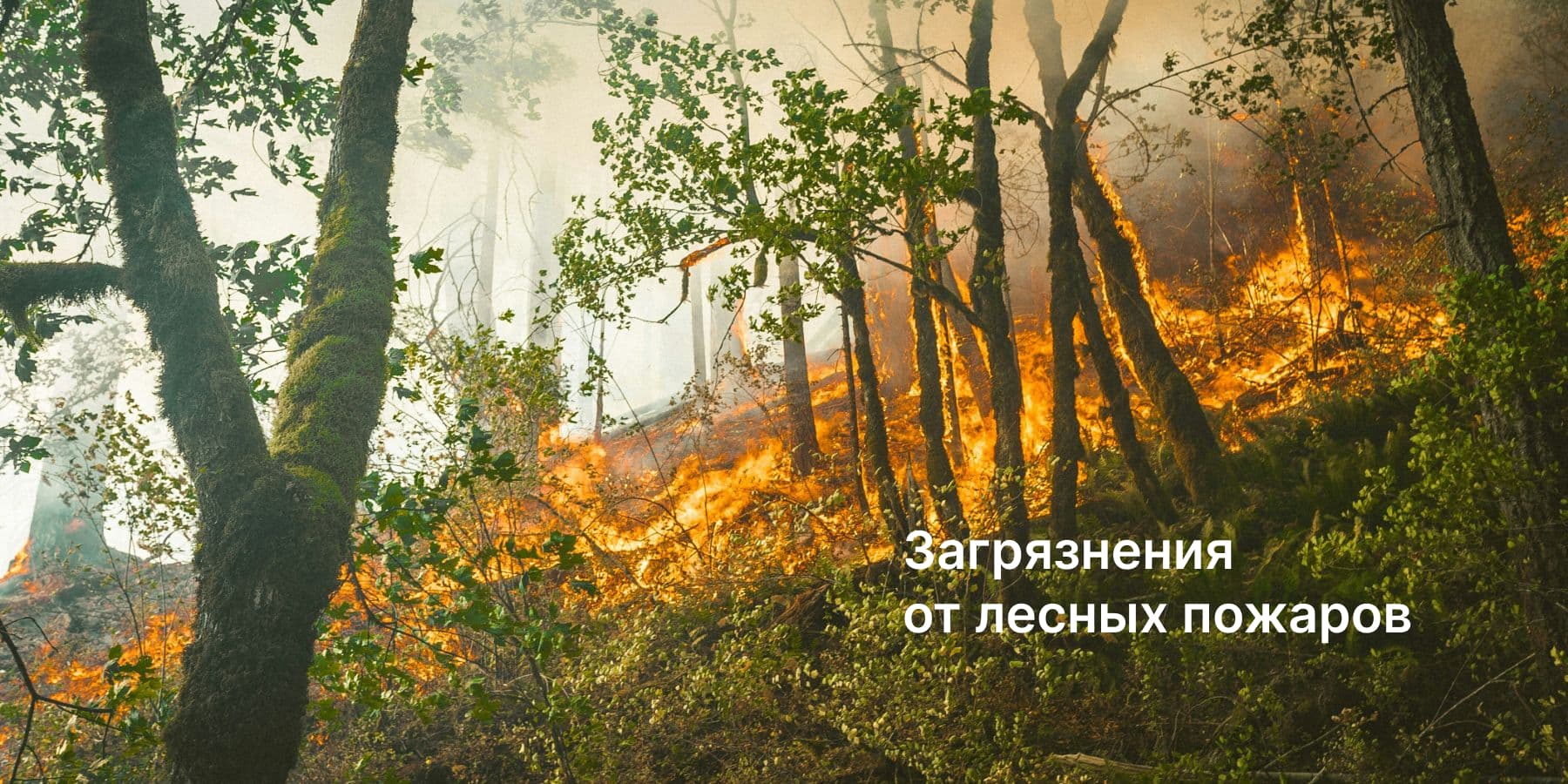 Очиститель воздуха Smartmi как спасение от загрязнений в доме во время лесных пожаров