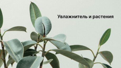 Роль увлажнителя в уходе за растениями