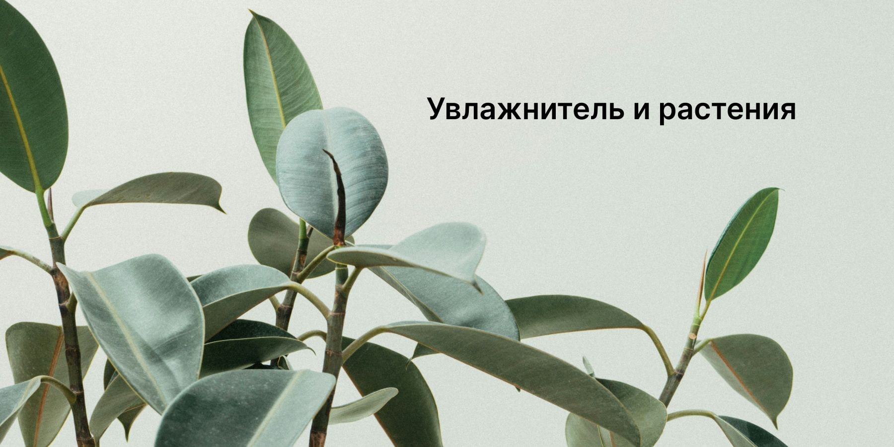 Роль увлажнителя в уходе за растениями