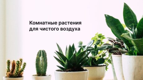Какие комнатные растения очищают воздух и улучшают микроклимат?
