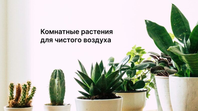 Какие комнатные растения очищают воздух и улучшают микроклимат?
