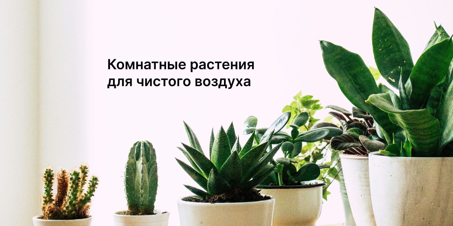 Какие комнатные растения очищают воздух и улучшают микроклимат?