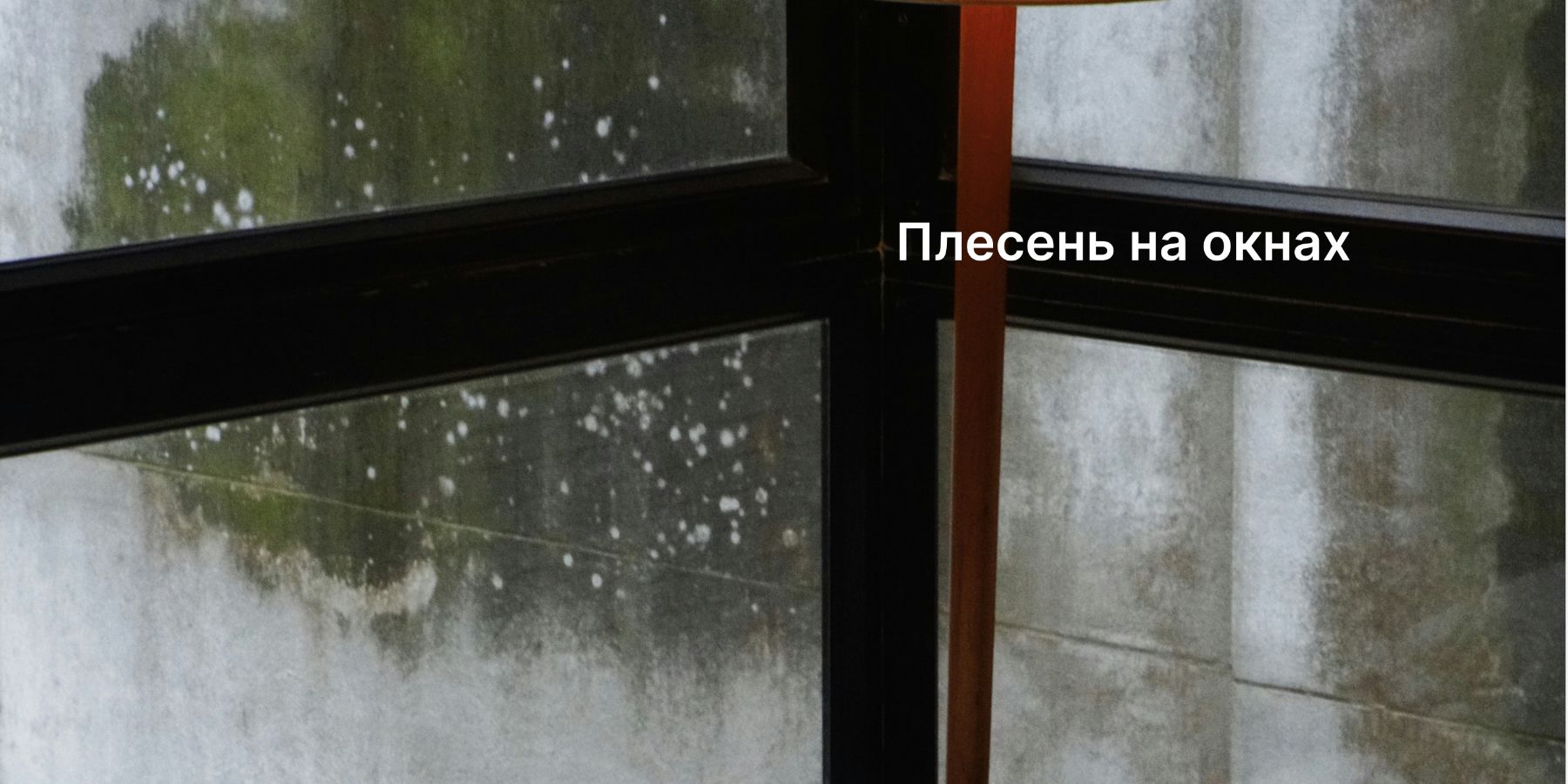 Почему появляется плесень на окнах и как от неё избавиться?